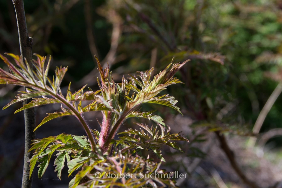 Botanischer Volkspark
Keywords: Botanischer Volkspark