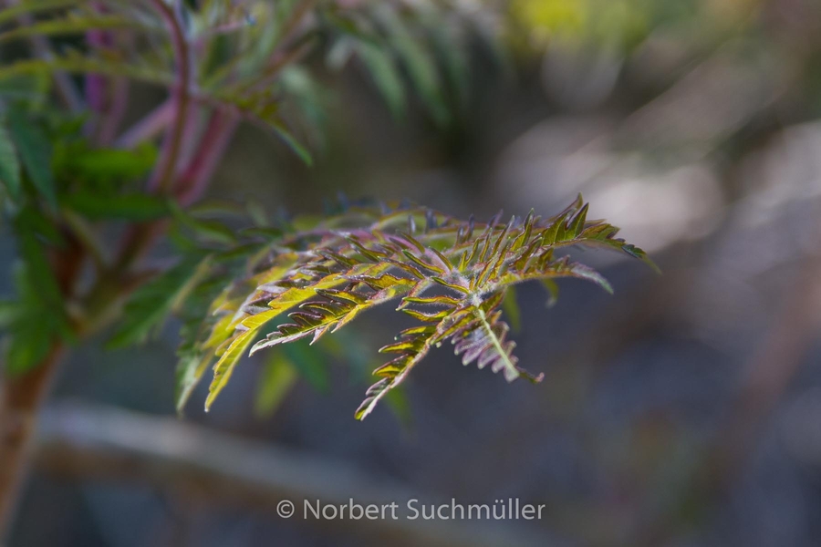 Botanischer Volkspark
Keywords: Botanischer Volkspark