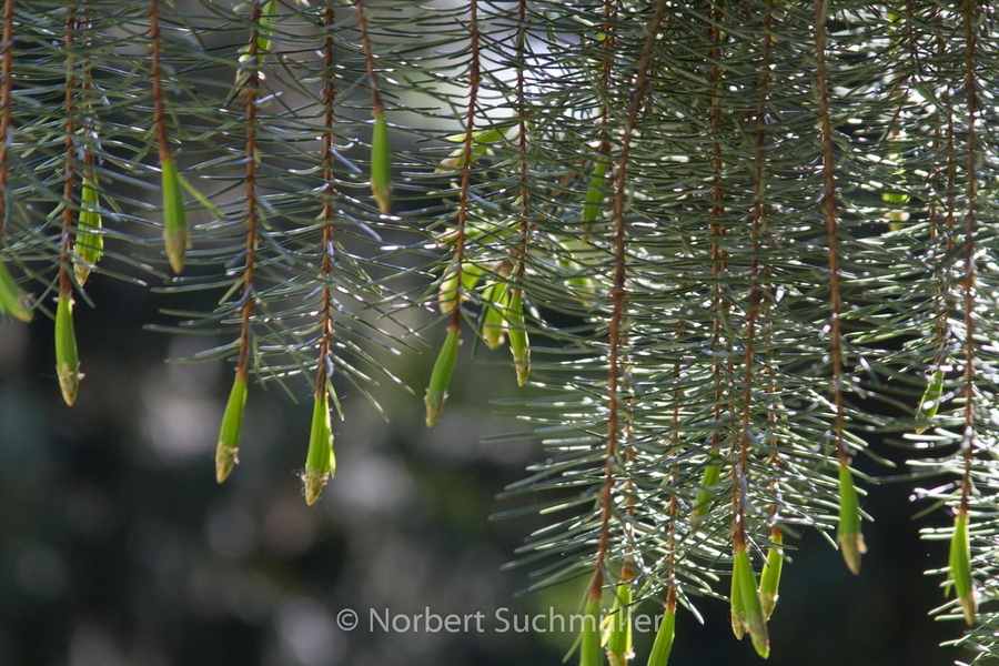 Botanischer Volkspark
Keywords: Botanischer Volkspark