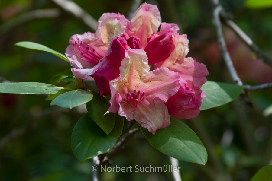 Botanischer Volkspark
Keywords: Botanischer Volkspark