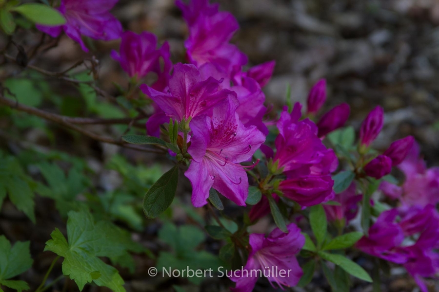 Botanischer Volkspark
Keywords: Botanischer Volkspark