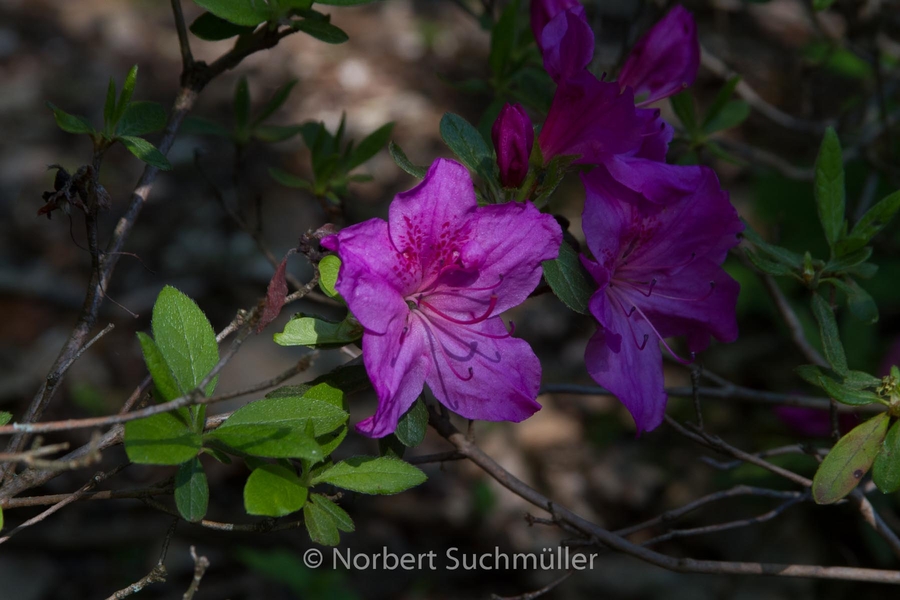 Botanischer Volkspark
Keywords: Botanischer Volkspark