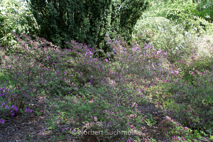 Botanischer Volkspark
Keywords: Botanischer Volkspark