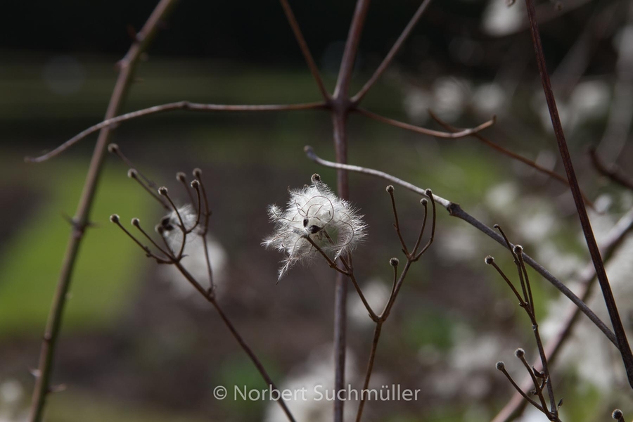 Britzer_Garten-013.jpg