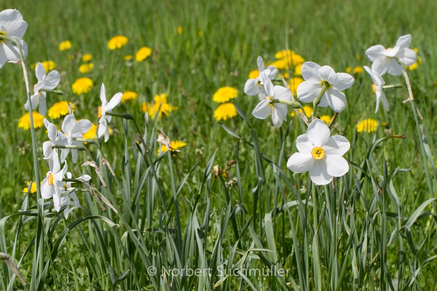 Britzer_Garten-013~0.jpg