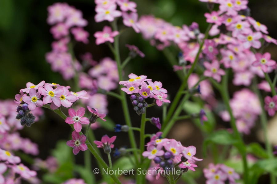 Britzer_Garten-016~0.jpg