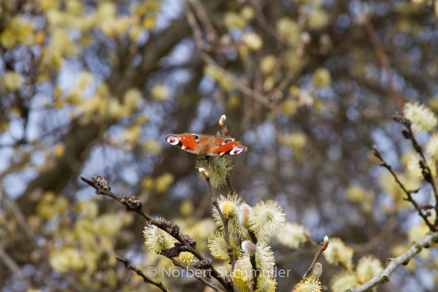 Britzer_Garten-018.jpg