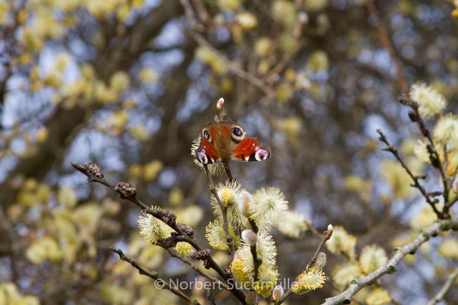 Britzer_Garten-020.jpg