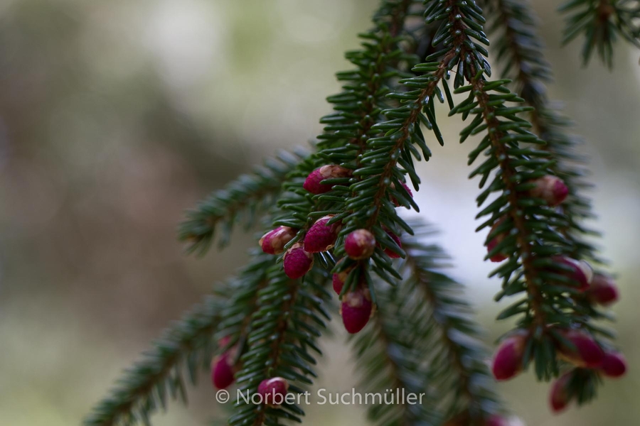 Britzer_Garten-022~0.jpg