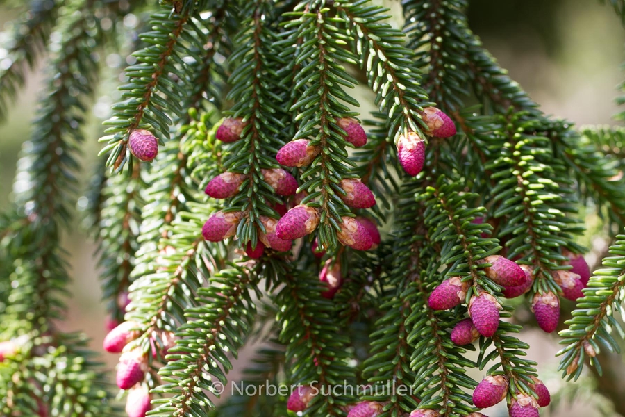 Britzer_Garten-023~0.jpg