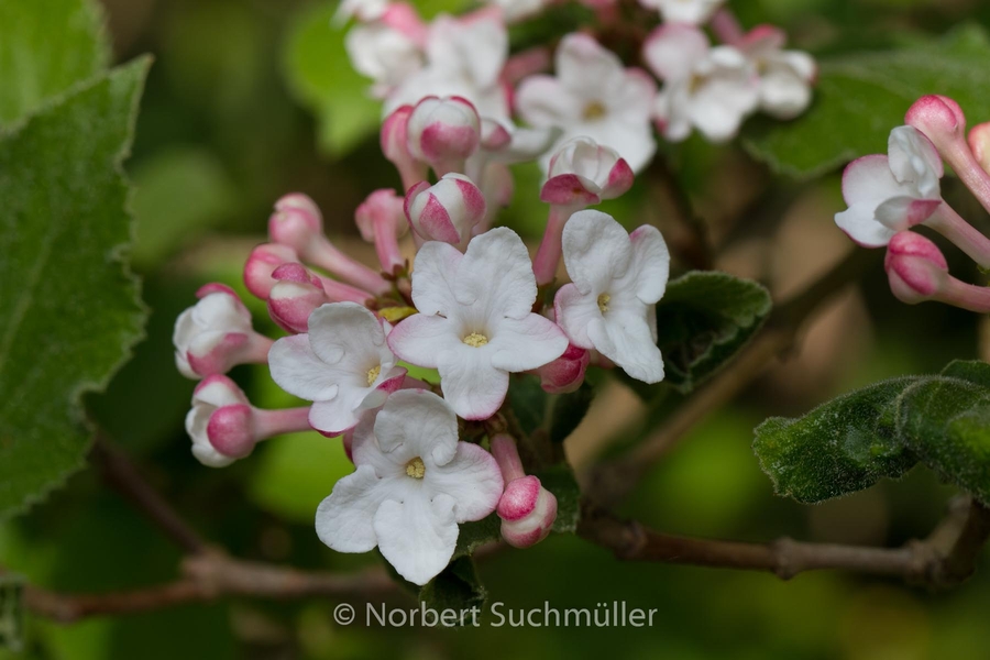 Britzer_Garten-028~0.jpg