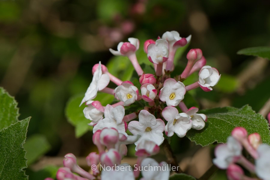 Britzer_Garten-029~0.jpg