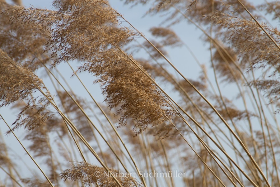 Britzer_Garten-030.jpg