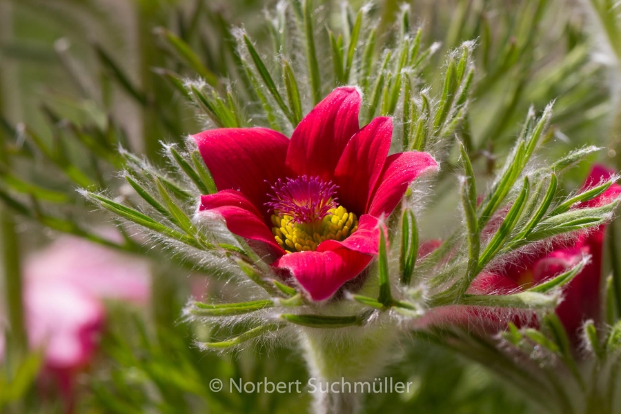 Britzer_Garten-034~0.jpg