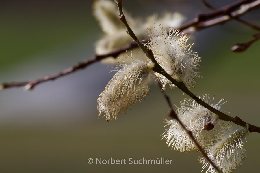 Britzer_Garten-035.jpg