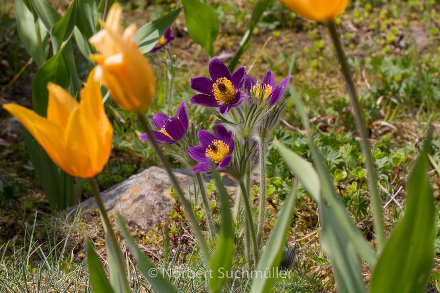 Britzer_Garten-041~0.jpg