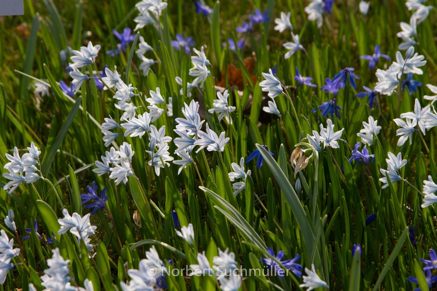 Britzer_Garten-044.jpg