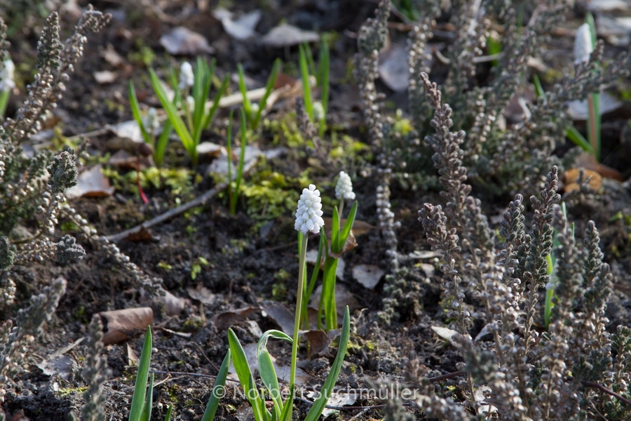 Britzer_Garten-045.jpg