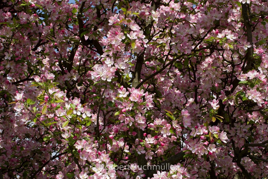 Britzer_Garten-048~0.jpg