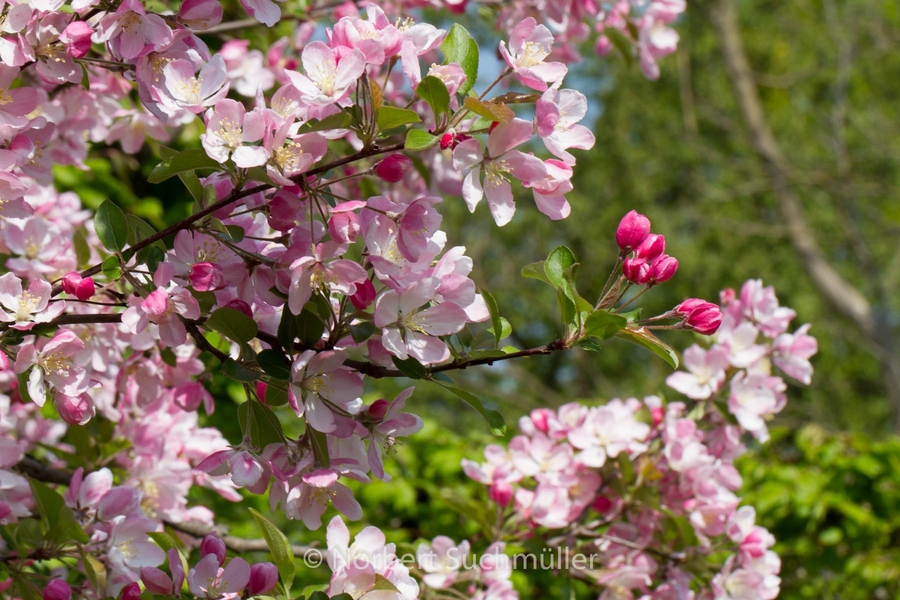 Britzer_Garten-050~0.jpg