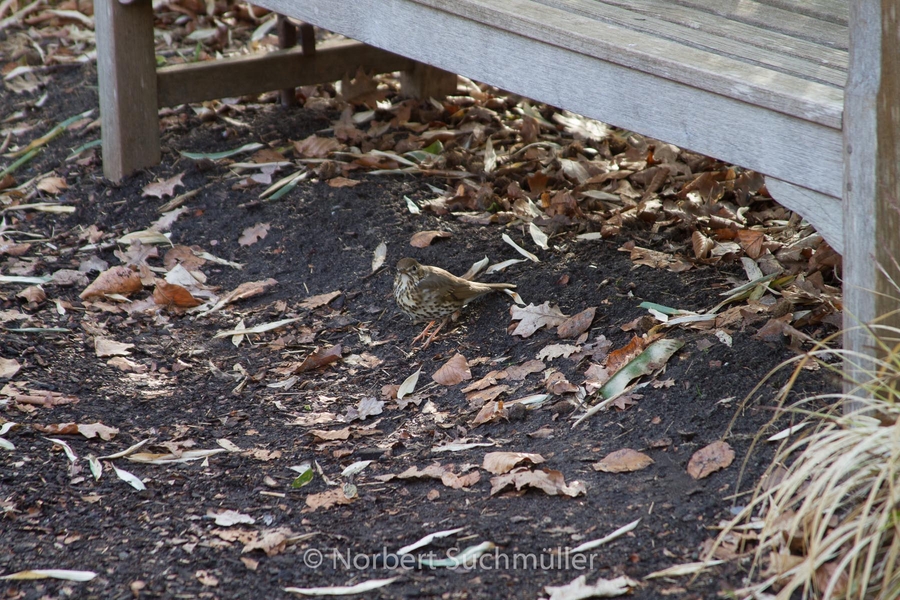 Britzer_Garten-051.jpg