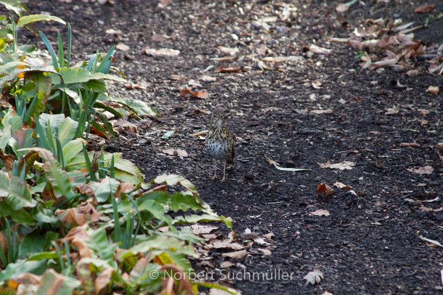 Britzer_Garten-053.jpg