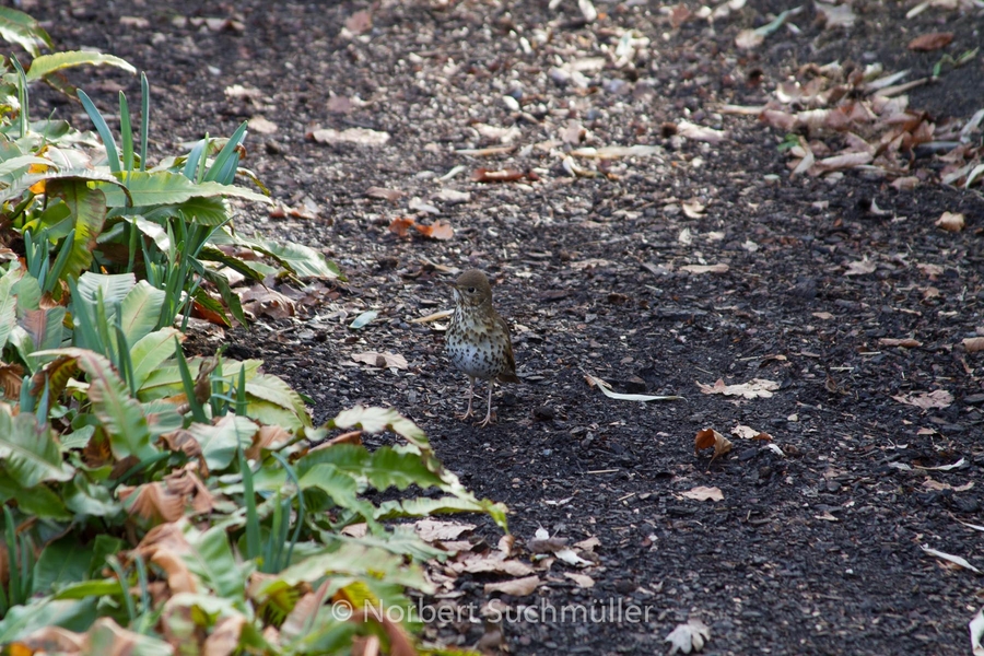 Britzer_Garten-054.jpg