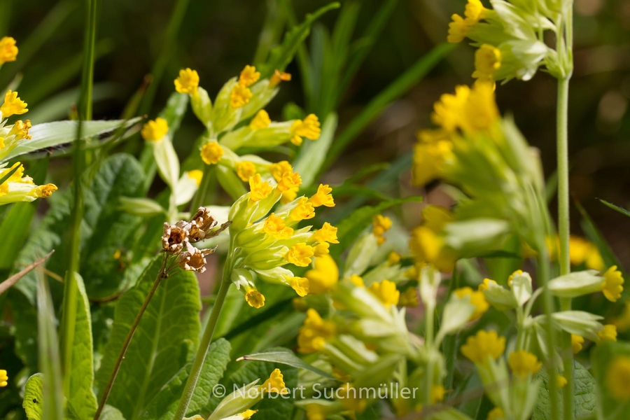 Britzer_Garten-054~0.jpg