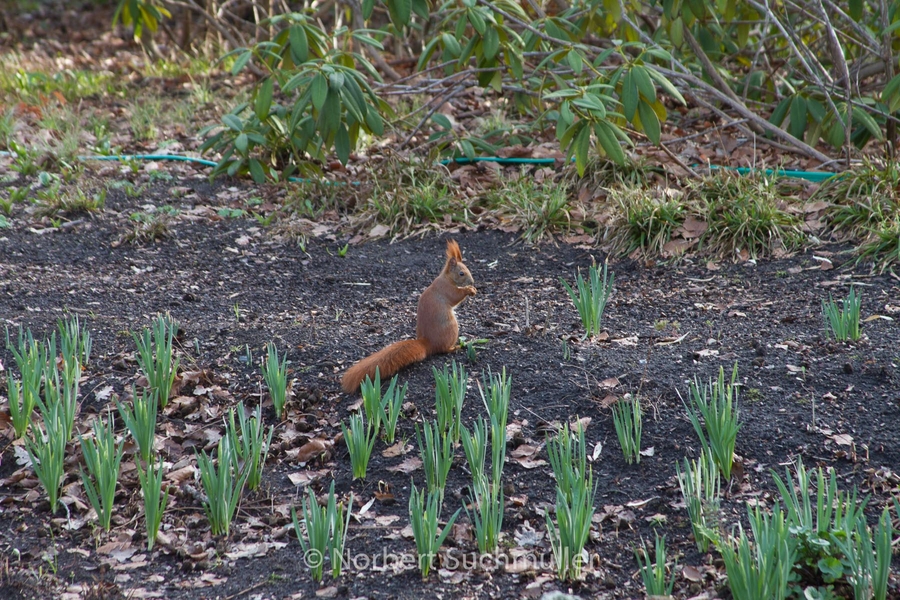 Britzer_Garten-056.jpg