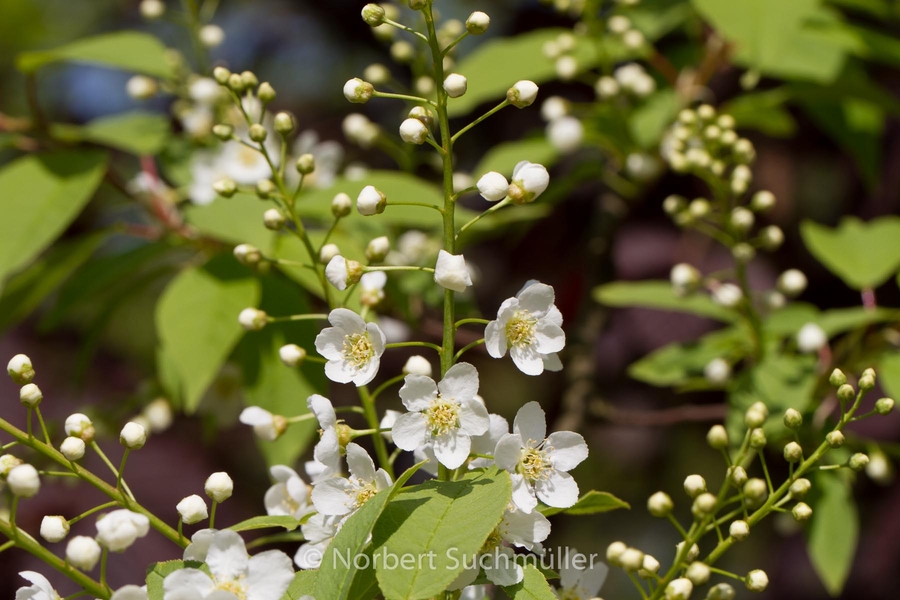 Britzer_Garten-057~0.jpg