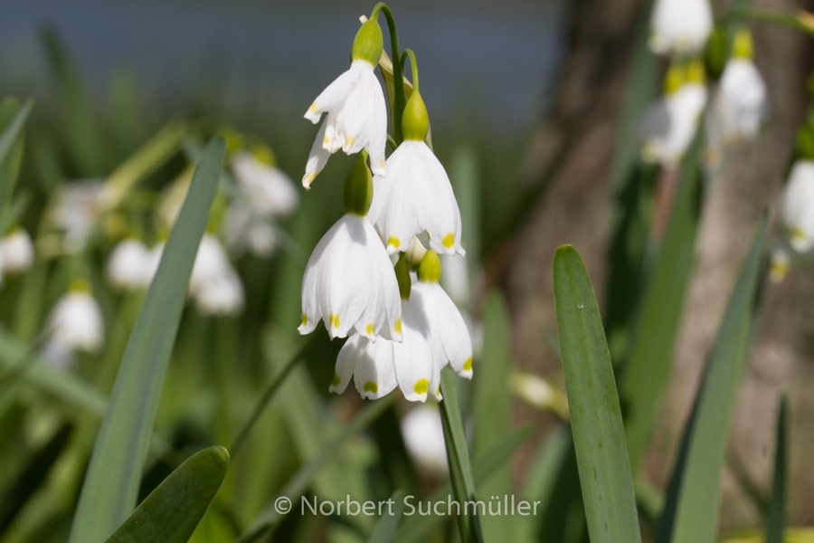 Britzer_Garten-060.jpg