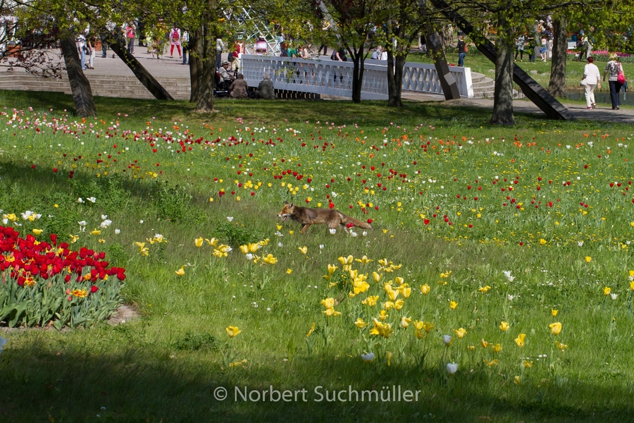 Britzer_Garten-067.jpg