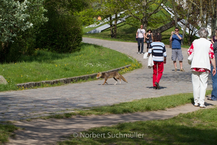 Britzer_Garten-068.jpg