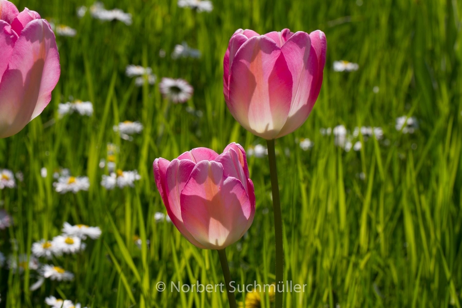 Britzer_Garten-083.jpg