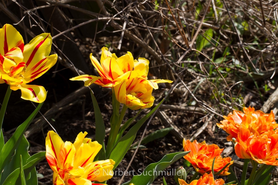 Britzer_Garten-085.jpg