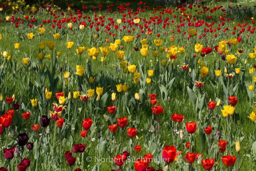 Britzer_Garten-090.jpg