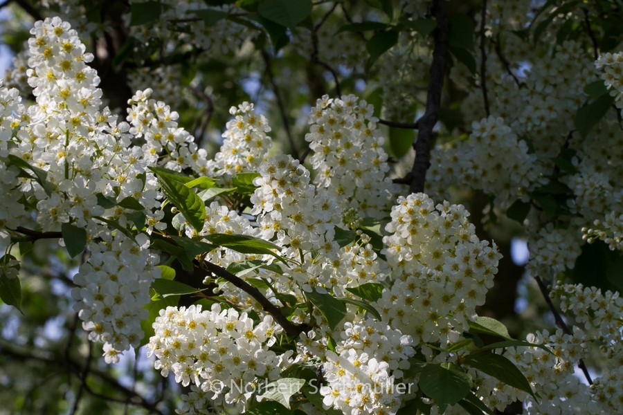 Britzer_Garten-099.jpg