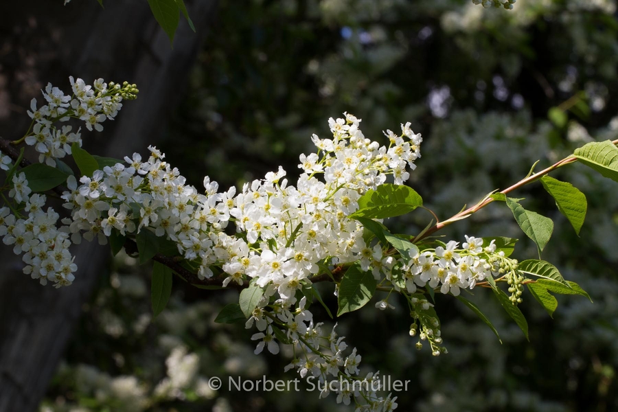 Britzer_Garten-100.jpg