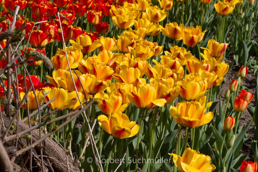 Britzer_Garten-102.jpg