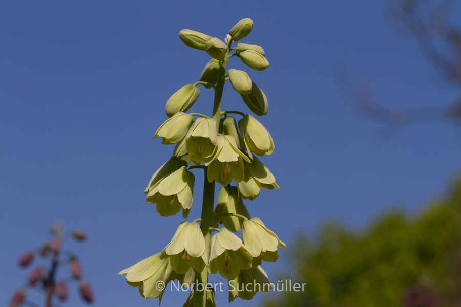 Britzer_Garten-106.jpg