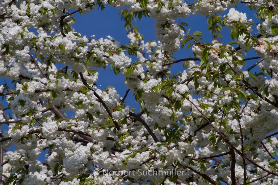 Britzer_Garten-121.jpg