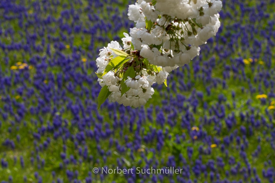 Britzer_Garten-127.jpg