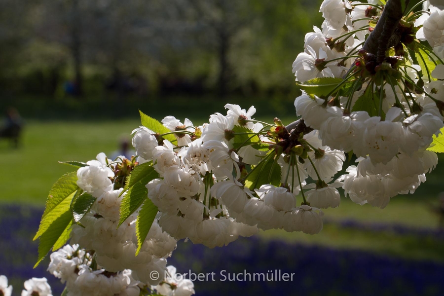 Britzer_Garten-128.jpg