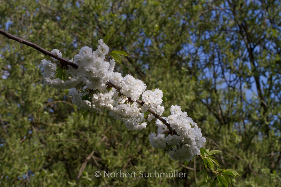 Britzer_Garten-132.jpg