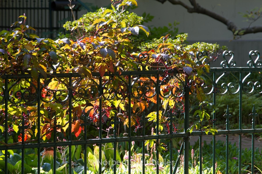 Von Alt-Lübars nach Arkenberge
Wilder Wein am Gartenzaun in Lübars
Keywords: Auf Försters Wegen