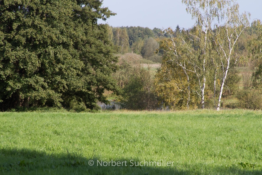 Von Alt-Lübars nach Arkenberge
Blick auf den Sprintwiesenteich
Keywords: Auf Försters Wegen;Sprintwiesenteich