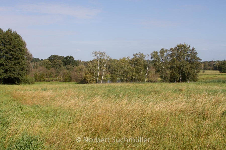 Von Alt-Lübars nach Arkenberge
Blick auf den Sprintwiesenteich
Keywords: Auf Försters Wegen;Sprintwiesenteich