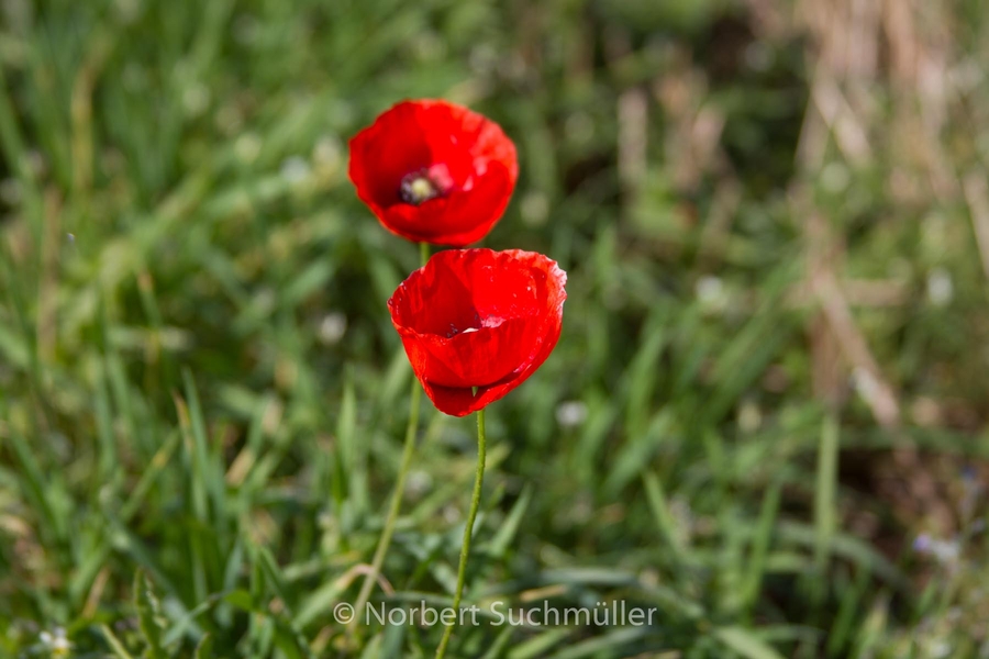 Von Alt-Lübars nach Arkenberge
Klatschmohn
Keywords: Auf Försters Wegen;Klatschmohn