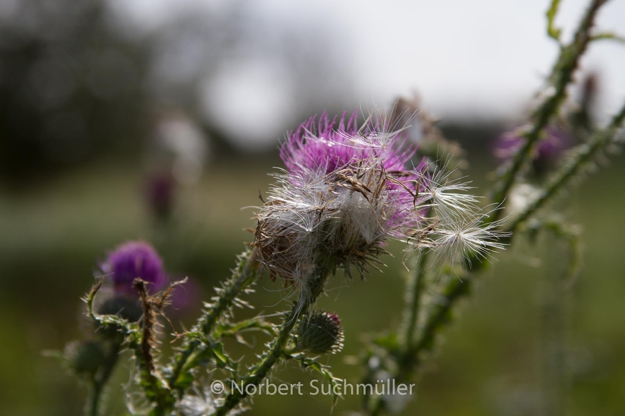 Von Alt-Lübars nach Arkenberge
Gewöhnliche Kratzdistel
Keywords: Auf Försters Wegen;Gewöhnliche Kratzdistel