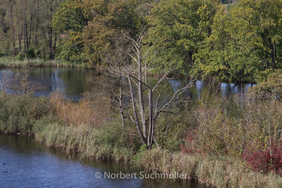 Von Alt-Lübars nach Arkenberge
Köppchensee vom oberen Aussichtspunkt
Keywords: Auf Försters Wegen;Köppchensee